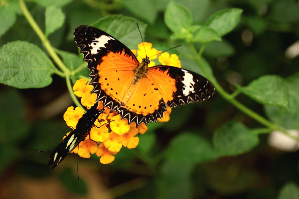 Papillon cethosia cyane -Élevage de papillons