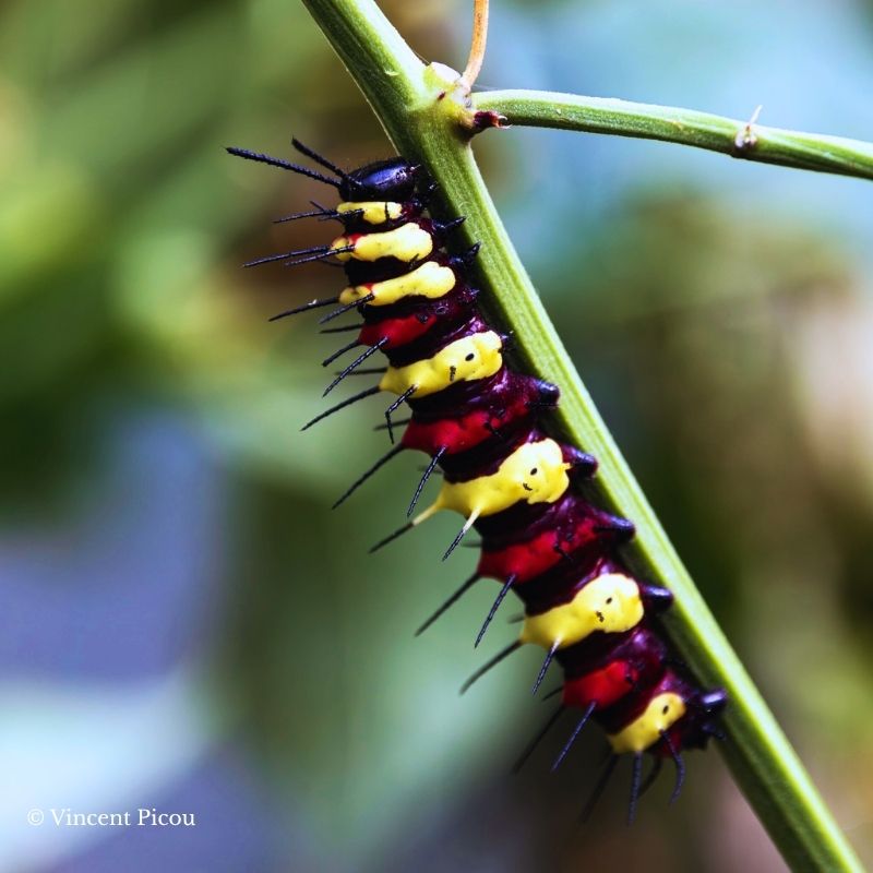 Œufs Cethosia cyane – Image 2
