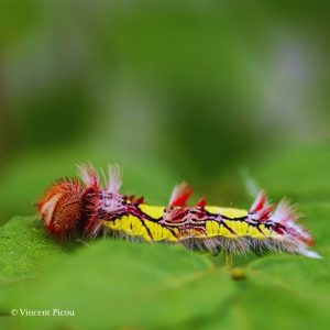 Chenille morpho helenor
