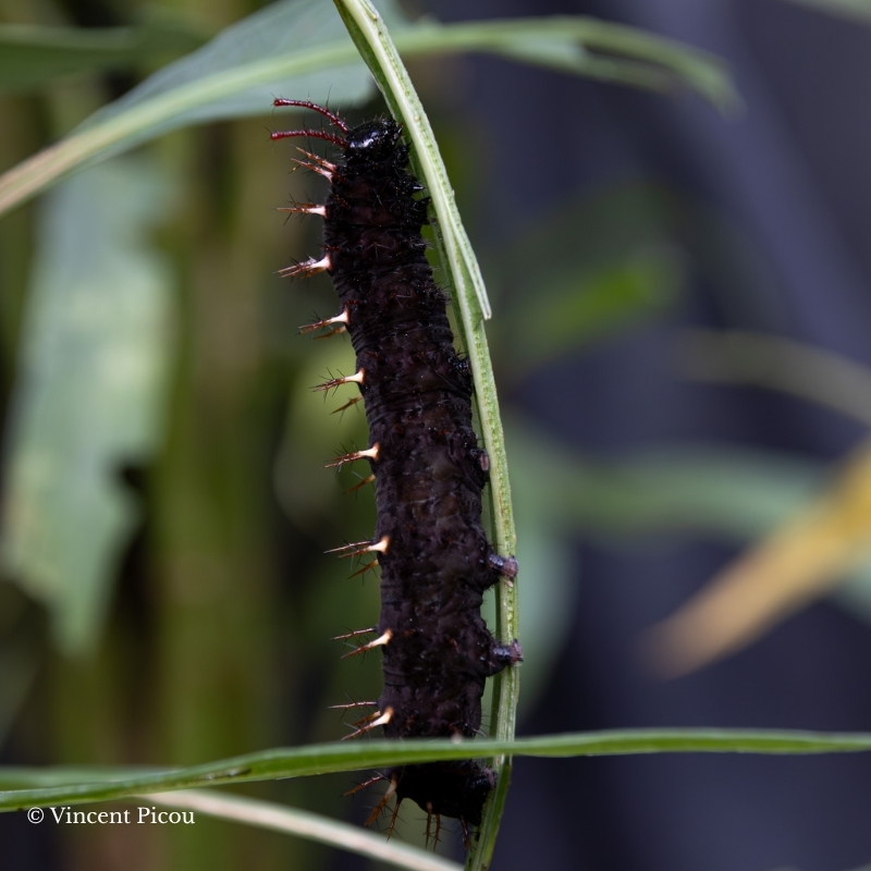 Chenille syproata steneles