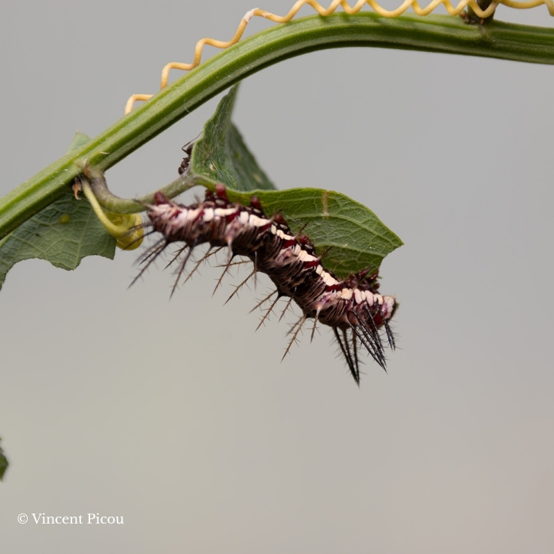 Chenille dryas iulia