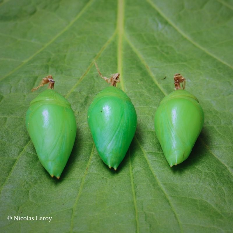 Chrysalide Morpho helenor – Image 2