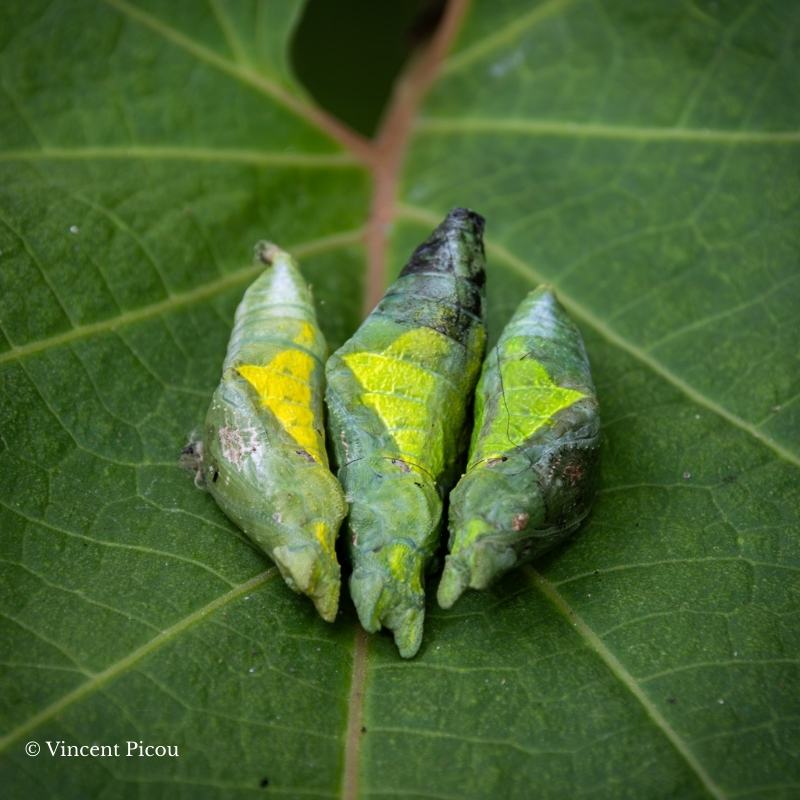 chrysalide papilio lowi x memnon
