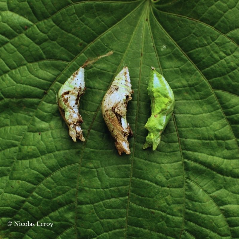 Chrysalide Papilio polytes – Image 2