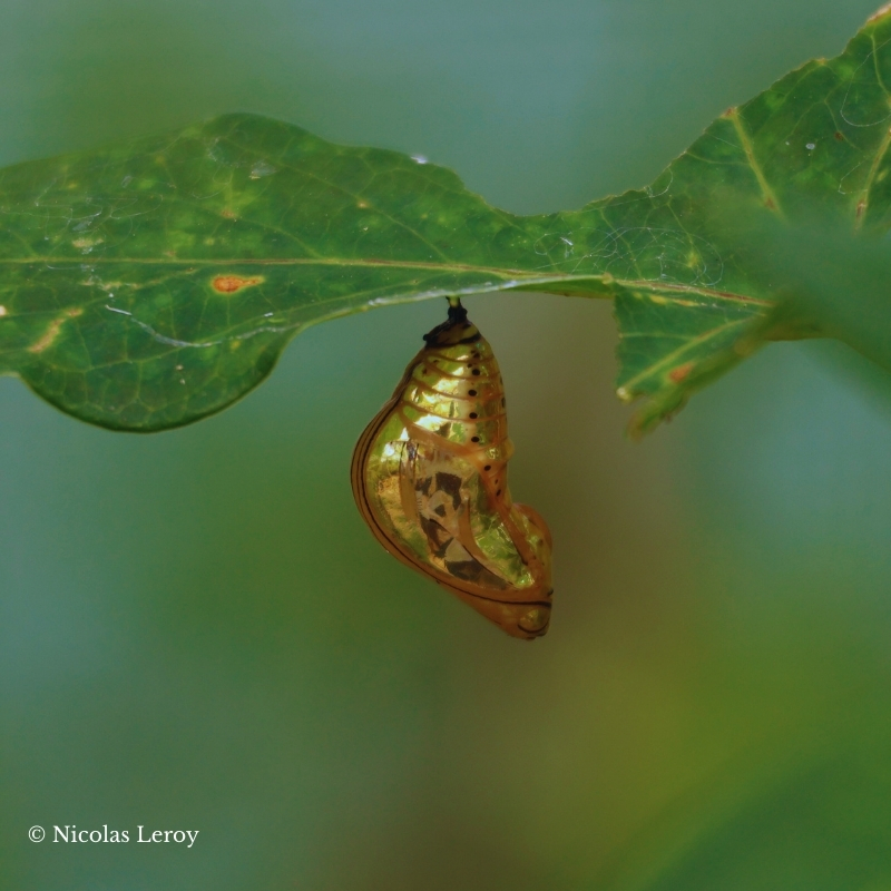 Chrysalide Tithorea harmonia