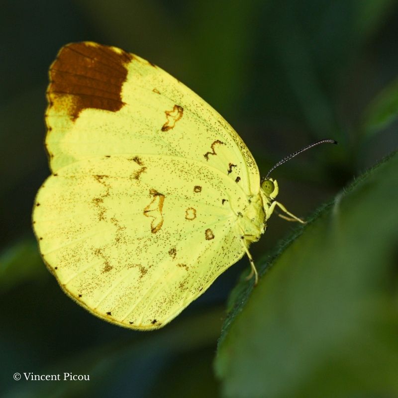 Chrysalide d'Eurema sp – Image 3