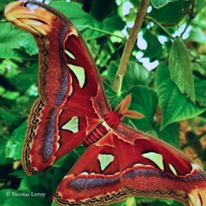 Male Attacus atlas magnifique