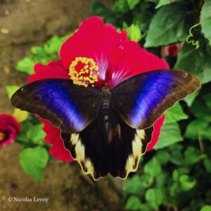 Chrysalide Caligo atreus équateur