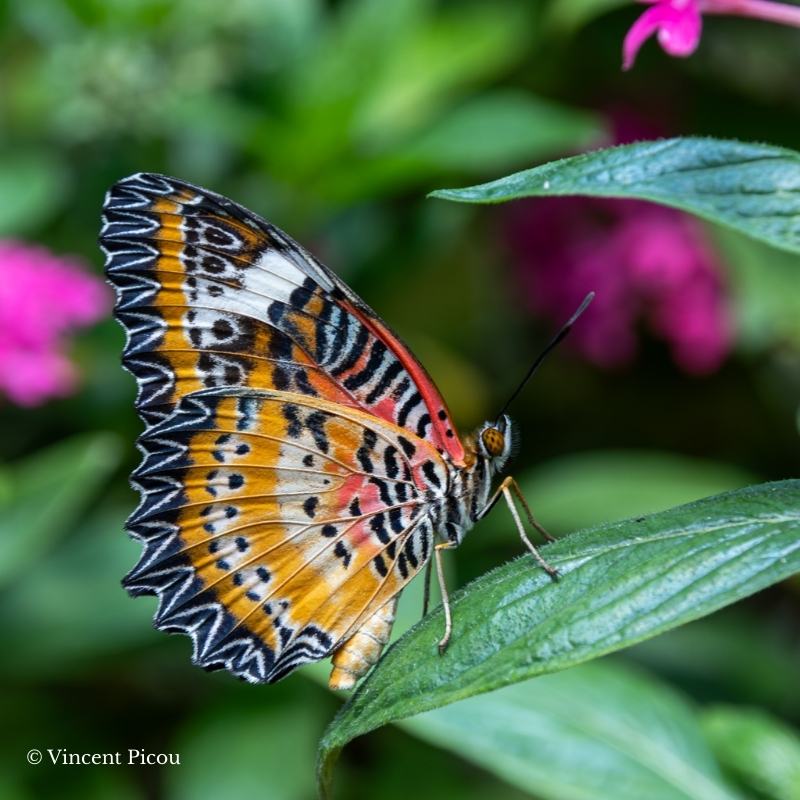 Papillon cethosia cyane