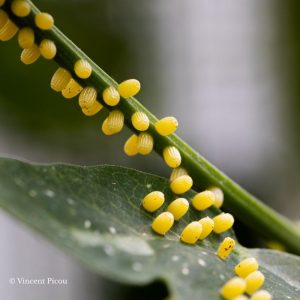 Œufs de cethosia cyane