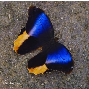 Papillon caligo atreus