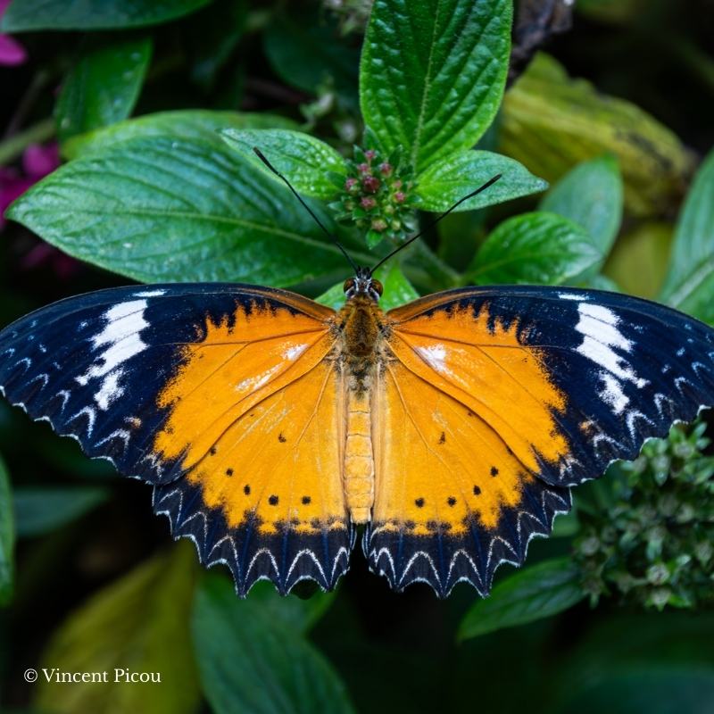 Papillon cethosia cyane