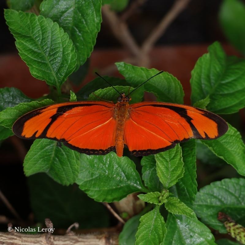 Œufs Dryas iulia – Image 4