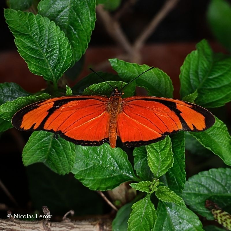 Chrysalide Dryas iulia