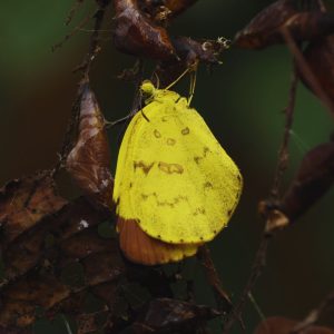 La chenille Eurema sp se transforme en ce papillon