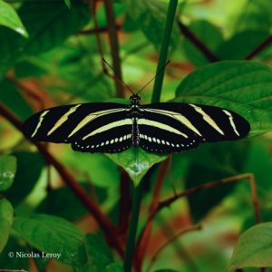 Papillon heliconius charthonia
