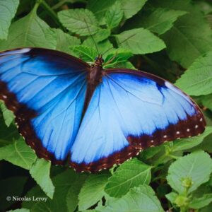 Chrysalide Morpho helenor