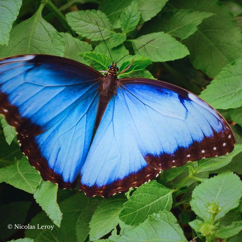 Chrysalide Morpho helenor