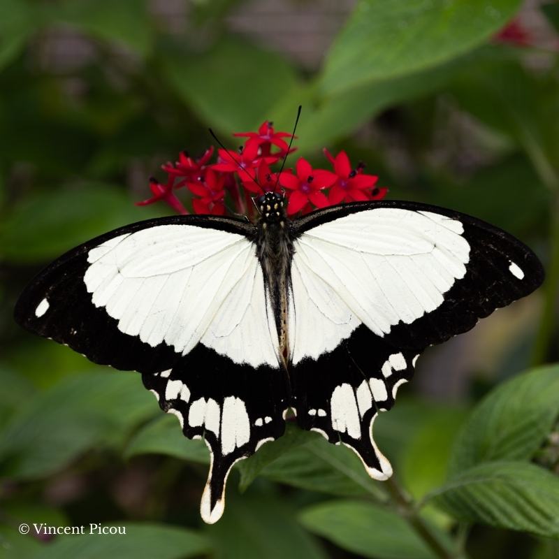 Papillon papilio dardanus