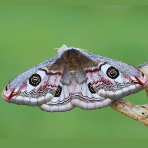 Saturnia pavonia