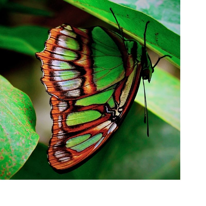 Oeufs Syproeta steneles – Image 5
