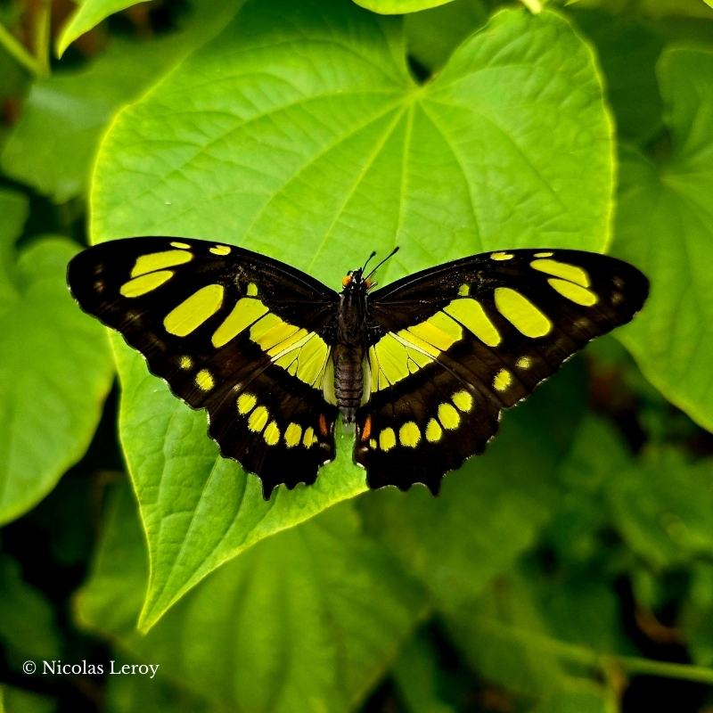 La chrysalide syproeta steneles devient ce papillon