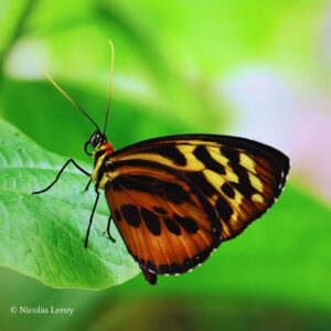 Chrysalide Tithorea harmonia