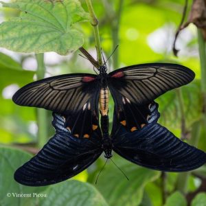 Papillon lowi x memnon