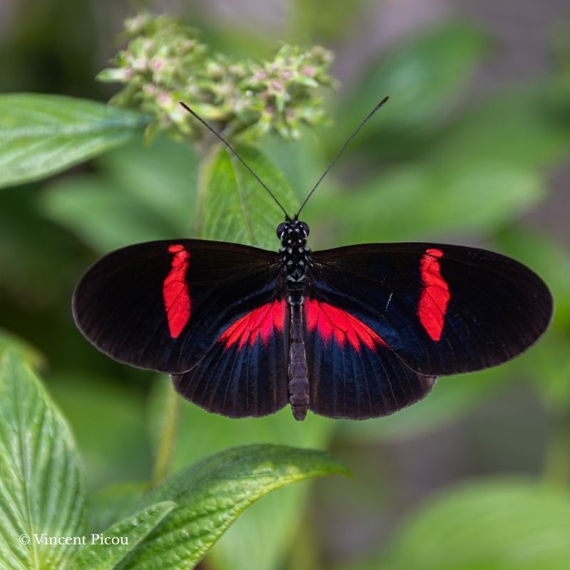 Catégorie papillon heliconuis sp - Élevage de papillons
