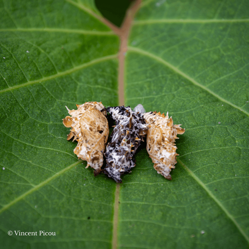 Chrysalide Cethosia cyane