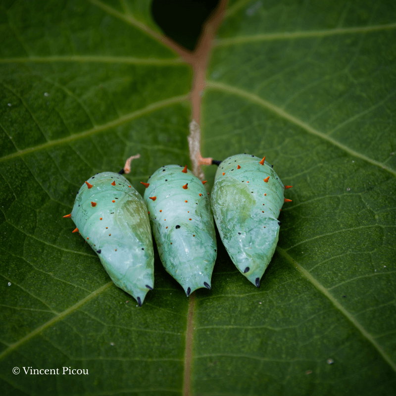 Chrysalide de Syproeta steneles