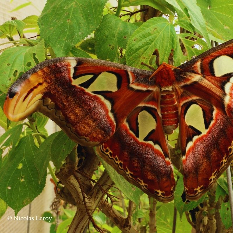 Papillon attacus atlas - Élevage de papillons