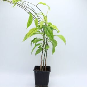 Plant Adenia sp
