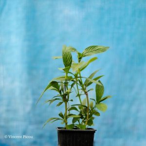 Bouture pantas lanceolata