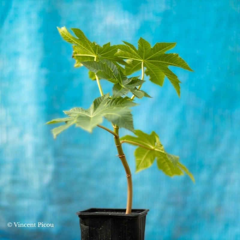 Plant Ricinus communis