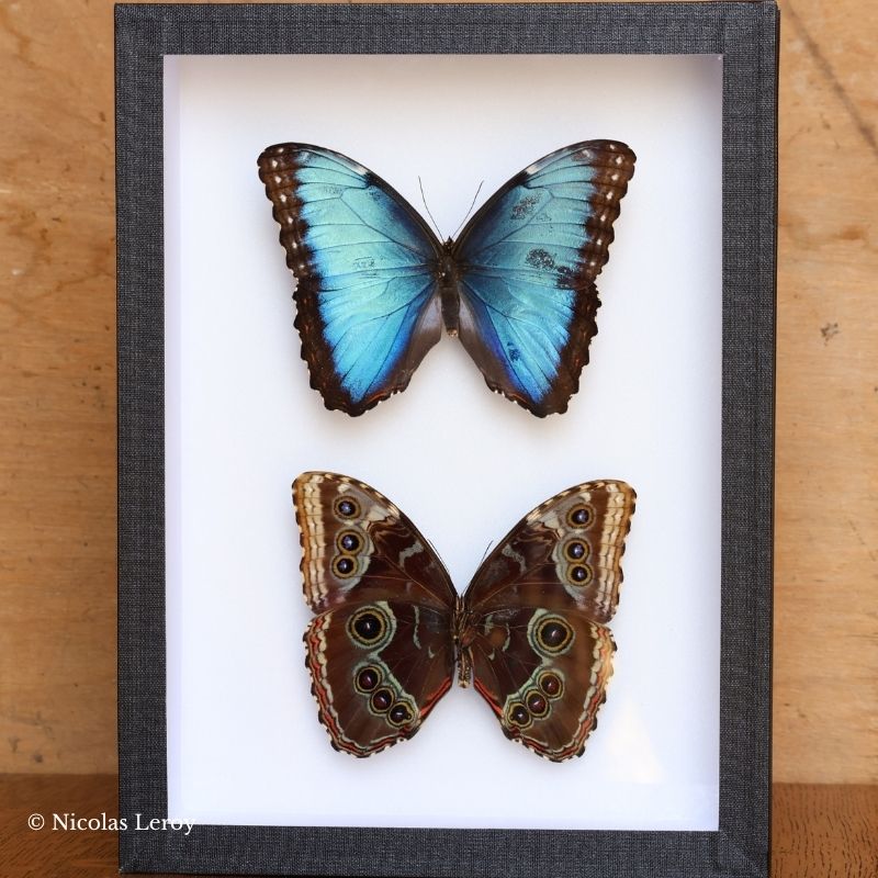 Cadre Morpho helenor recto/verso