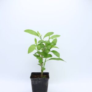 Bouture Cestrum nocturnum