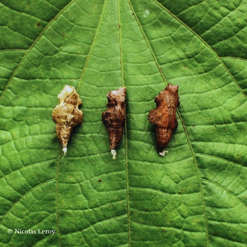 Chrysalide Biblis hyperia – Image 2