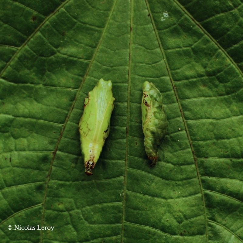 Chrysalide Catonephele numilia – Image 4