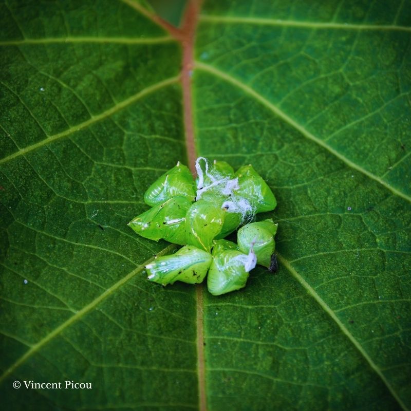 Chrysalide Greta oto – Image 2
