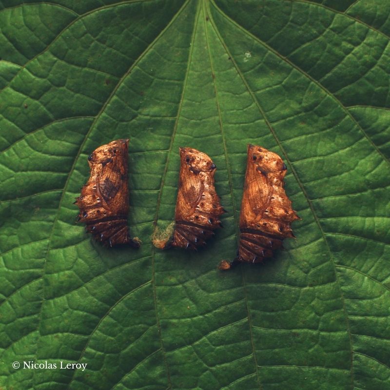 Chrysalide Hypolimnas bolina – Image 4