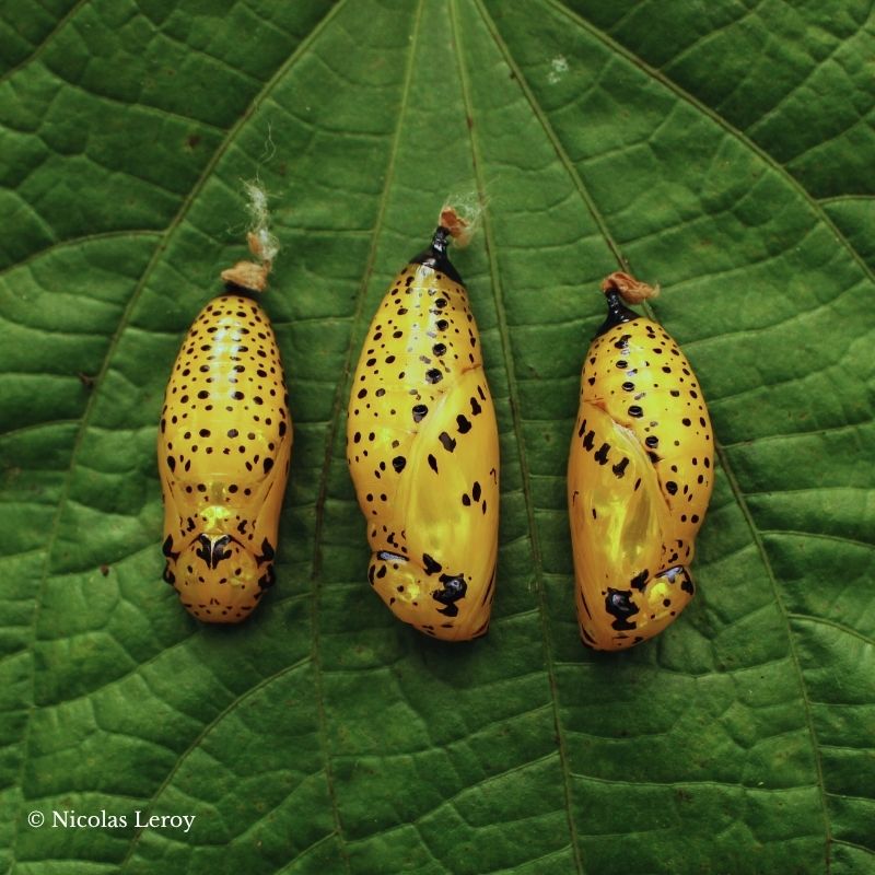Chrysalide Idea leuconoe – Image 2