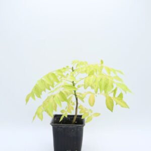 Plant Clausena anisata