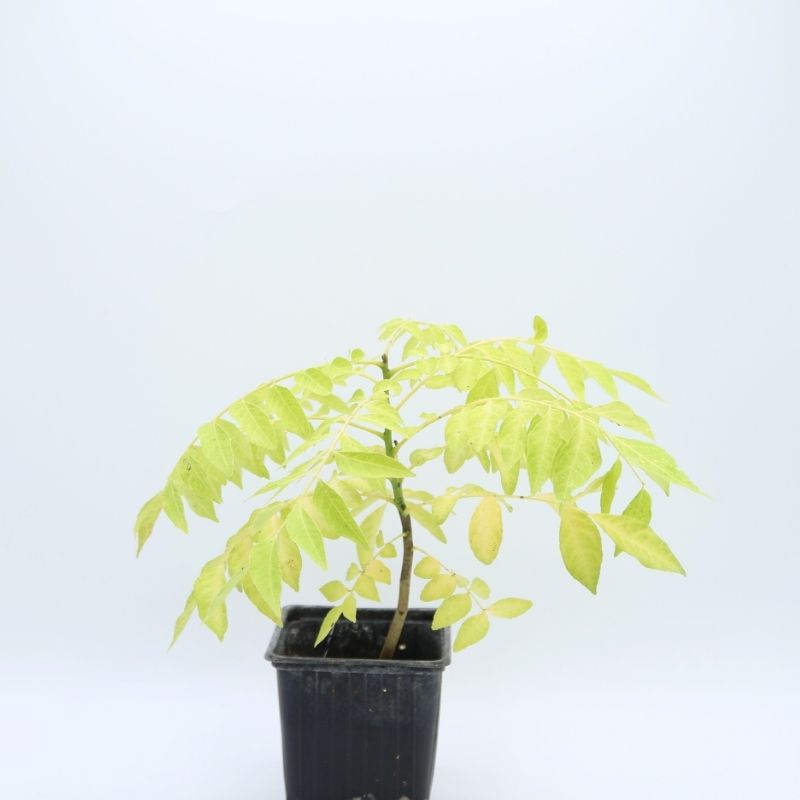 Plant Clausena anisata