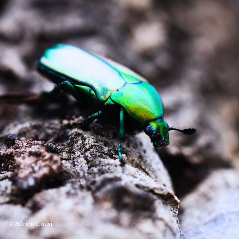 Larve Chlorocala africana camerunica