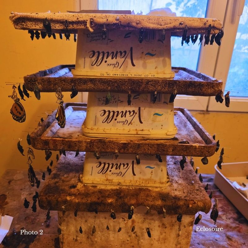 une journée avec un entomologiste, éclosion à papillons