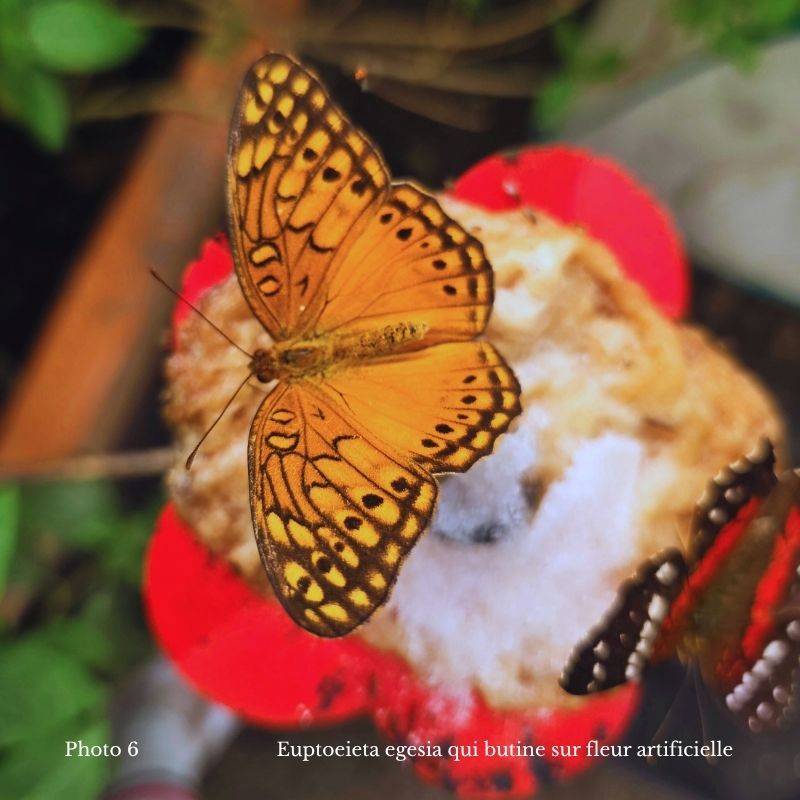 une journée avec un entomologiste, papillon qui butine sa fleur