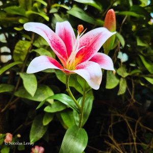 Fleur artificielle a butiner Lilium orientalis