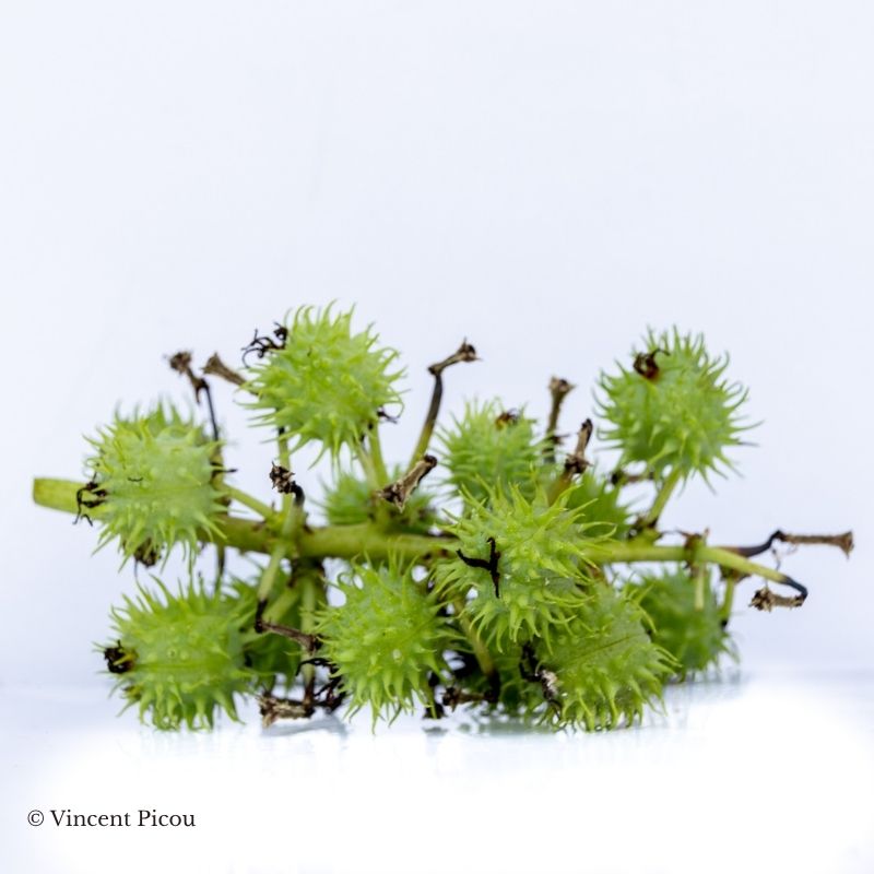 Fruit ricinus communis