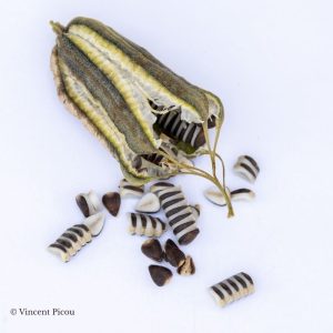 Graine Aristolochia trilobata